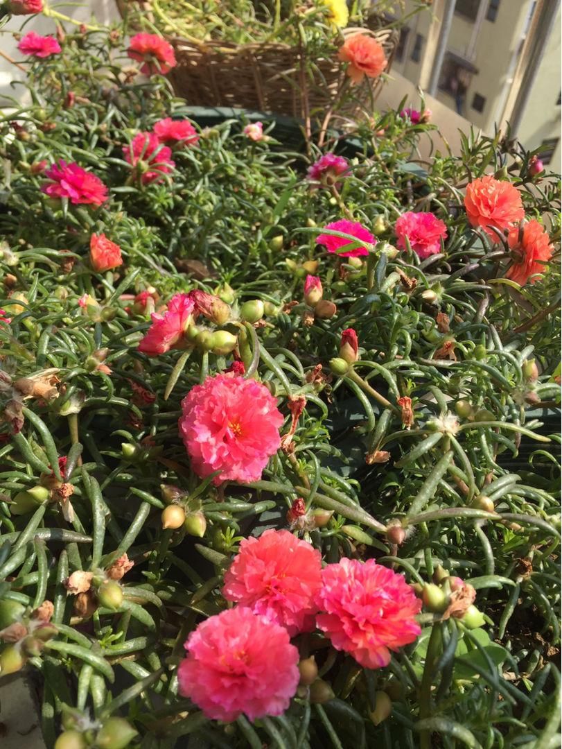  「随便」3种皮实花，随便撒土里就能长一大片，农村常见