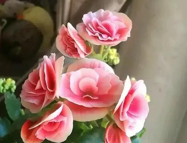  漂亮：10种漂亮的盆栽花，1年365天都开花，栽上1盆，天天有花看