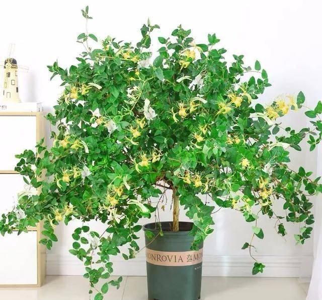  [有钱]这八种花命里带金，越养越有钱，你确定不来一盆吗？