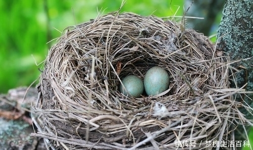  「鸟巢」农村鸟巢，大多朝天而建，专家费解：下雨不怕淋湿？老
