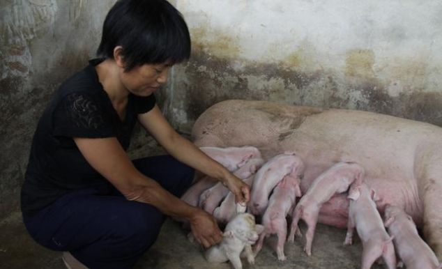 猪肉值钱都挑小猪仔，猪肉不值钱都拣大的要，这到底是为什么？