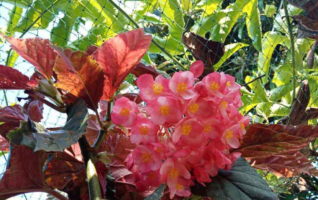  『家里』冷门海棠花，花朵垂下一串串，叶子美得像油画！