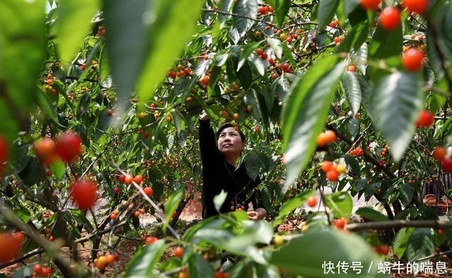  [桃种植基地]贵州黔西：深山樱桃甜