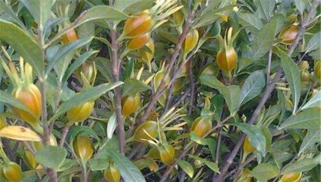  观赏树@很多人都吃过，市场销量大，农民种了却滞销，成了观赏树