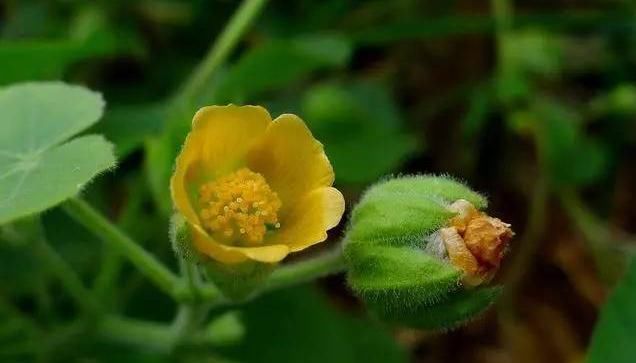  『植物』这种植物茎皮可编织麻袋，果实是儿时的零食，而且全草可入药