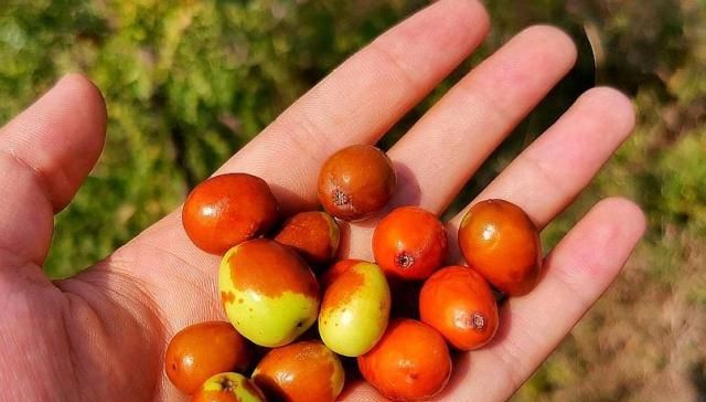  「果核」农村一种野果，以前不值钱但无法人工种植，现在果核要8