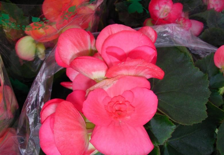  『牡丹』?一年都能开花的四种花卉，从头开到尾，比绿萝好养，比牡丹好看