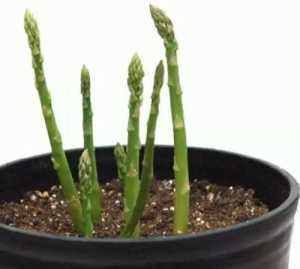  「种植」这两种菜，种一盆可以长十年，吃完又蹭蹭长，收获一茬又一茬！