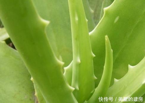 有钱人|有钱人最喜欢这三种绿植,放在家里既美观又上档次,招财又纳福