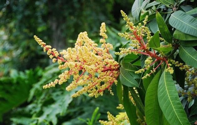  『植物』看到这些花，别说不认识，它们的果子你一定吃过！