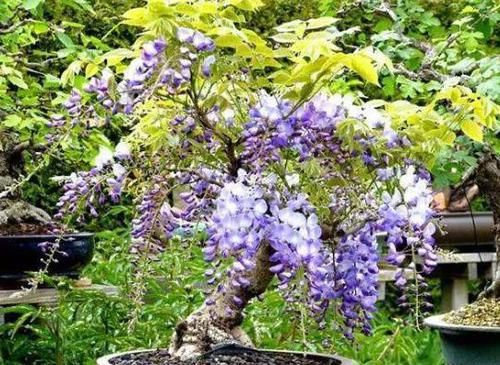  病因■盆栽紫藤，养了好几年也不开花，揪出“病因”，年年开成“花树”