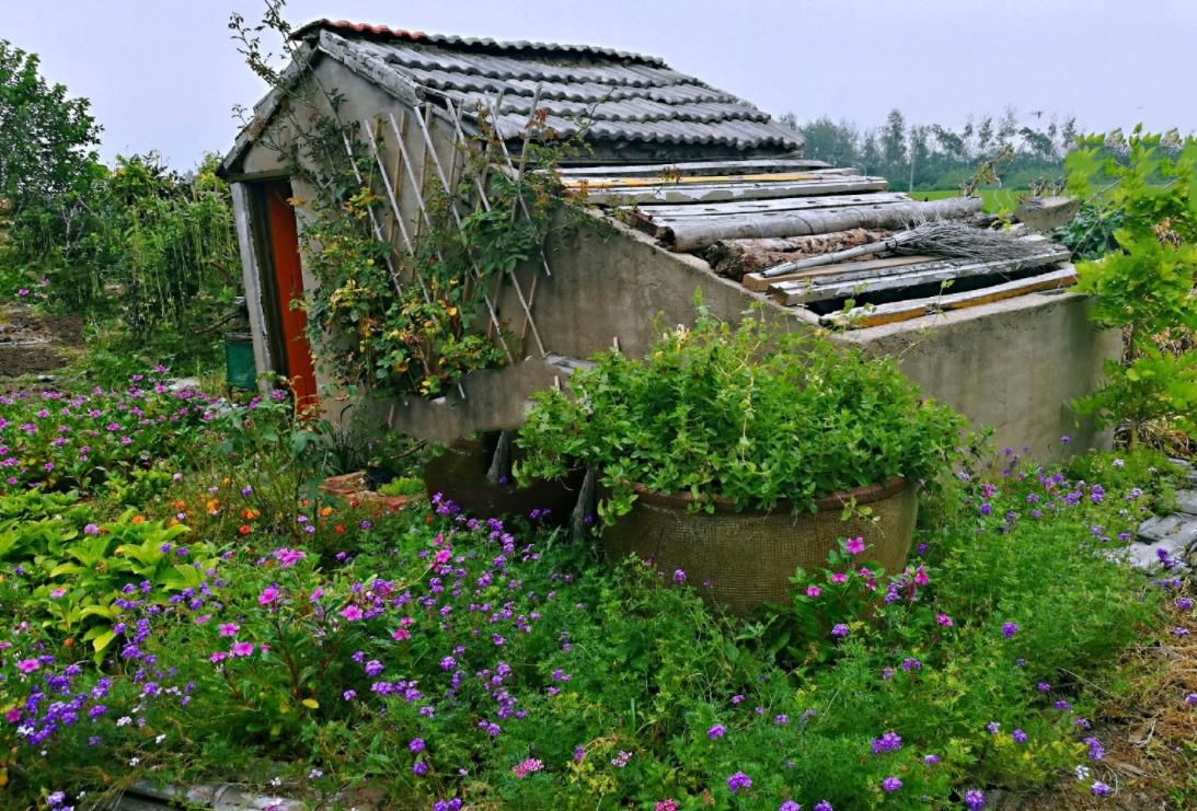  「院子里」想要个这样的小院子，门前屋后种满花，日子慢悠悠！