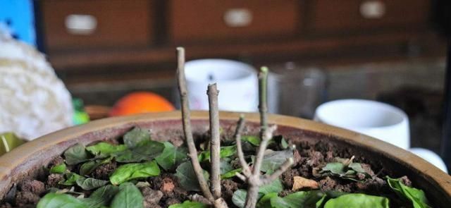  『光照』养茉莉花，要做好这“3要素”，才能枝繁叶茂，满树花苞