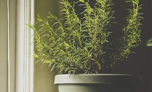  「花儿」10种最好闻不刺鼻的植物香味