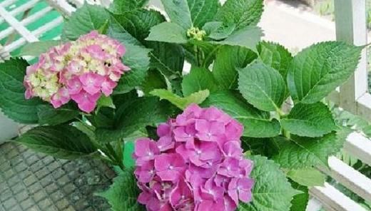  夏季@夏季太阳“毒”？种植这2种植物，高温不用“避暑”，耐高温又喜阴