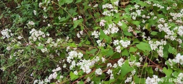  种子：在农村，种此物好赚钱吗？一亩产量能达250斤，还行！