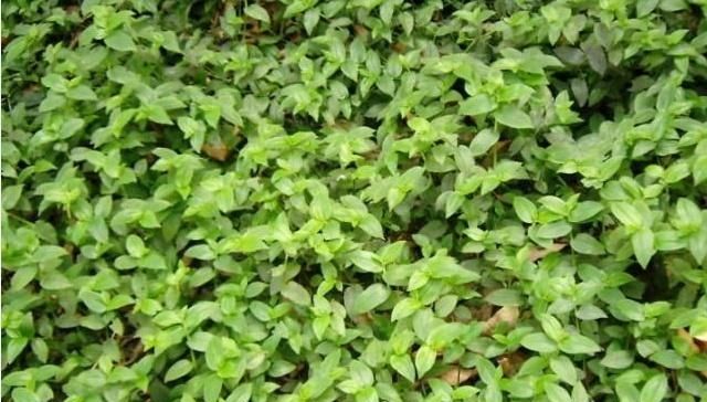  稻田@农民讨厌的稻田杂草，即是菜也是药，殊不知它却很珍贵！