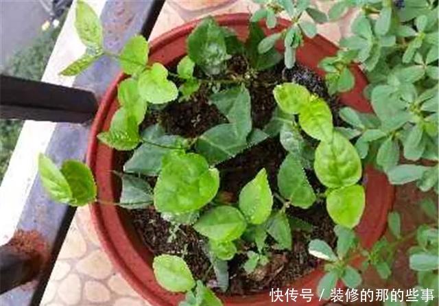  『执着的花盲』养花技巧：这5种花现在扦插，下个月就开花，千万别错过时机！