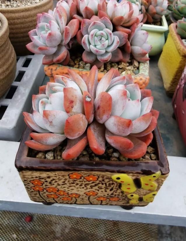  露养度夏■哪些多肉可以放心养？四年肉友亲口告诉你
