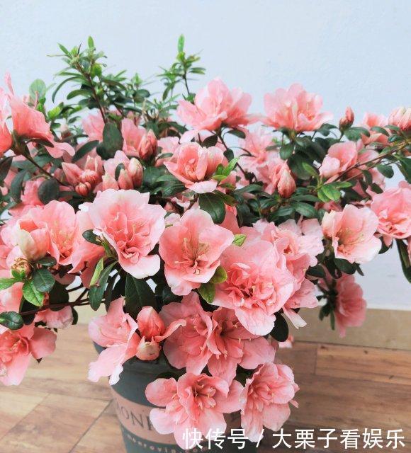  陌生：杜鹃花养不好，掉叶子开花少，做好“两补”，促开花还不掉叶