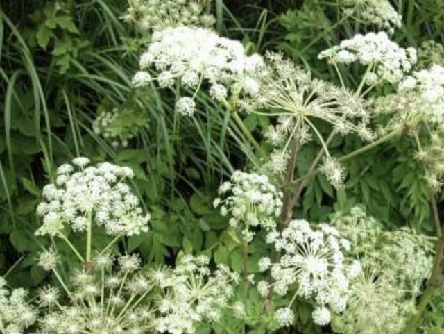 「植物」1种野生的“植物”,被称为“当归”,有发达的根茎,太珍贵!