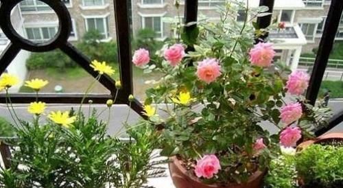  【生长期】养花做好这几件事,养什么花都能活,5分钟能学会!
