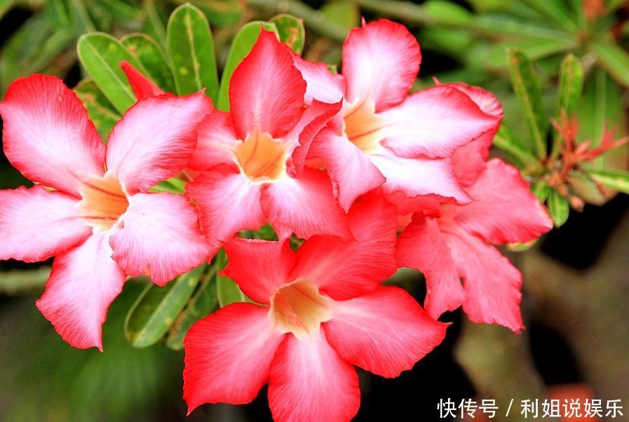  【沙漠玫瑰】这3种不浇水也能长得好，“管住手”后长得更旺、水多烂根！