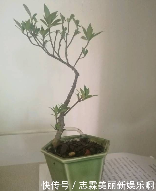 【子花小】有材料就有小盆栽,欣赏几盆大叶栀子花微盆景,短小精悍造型精美