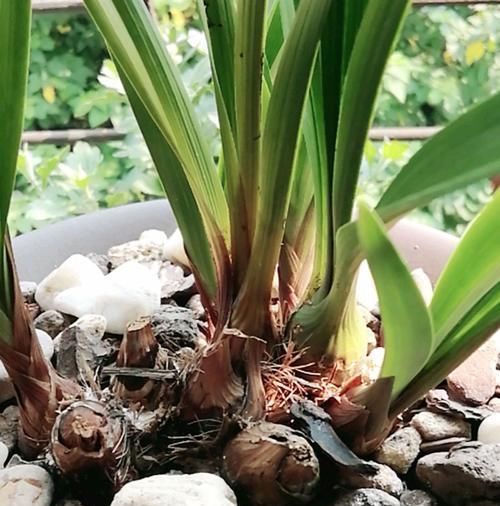  「错过」兰花退草还是兰花茎腐病？只需两个绝招，没判断错过