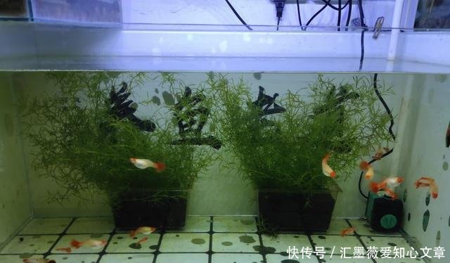  #烦恼#家庭养鱼最大的乐趣是繁殖成功，最大的烦恼是成功繁殖后
