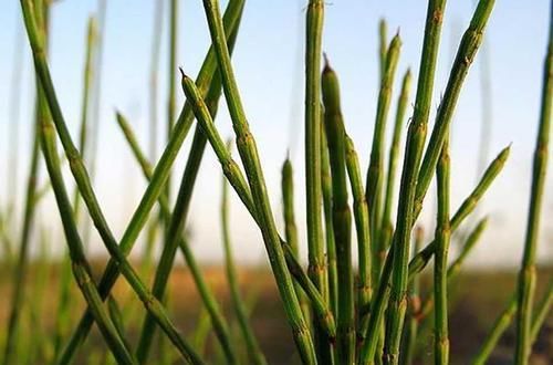  [杂草]农村地里成堆的杂草，如今“身份反转”，成了一斤十多元的中草药