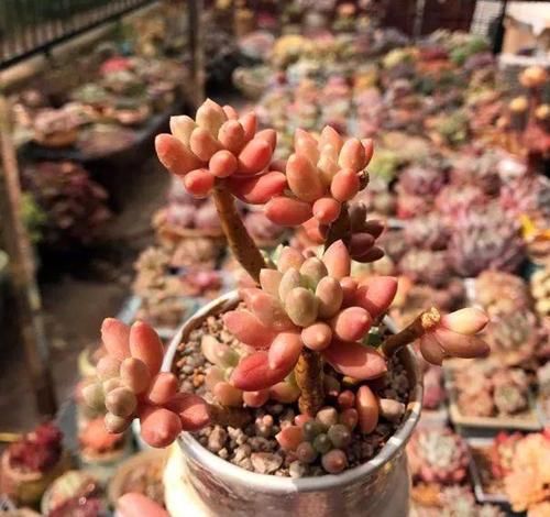  「植物」如何区分辨别，几种多肉植物中的“美人”，常见的有哪些