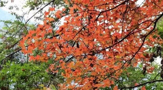 浙江不只有江南烟雨,这10个地方藏着浙江的绝美秋景