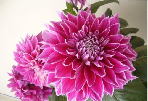  『花色』大丽花花色丰富多样，花色艳，花期长，值得养护观赏