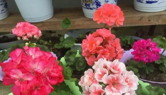  【非洲紫罗兰】这“3种花”养家里，花期超长爱开花，阳台变花海，太美了