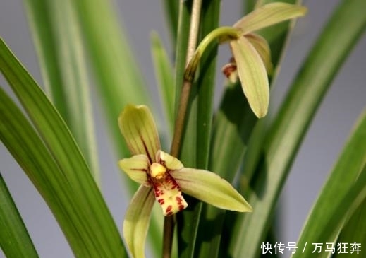 「香味」最好养护的小桃红,不但繁殖率高,还带有芬芳的香味