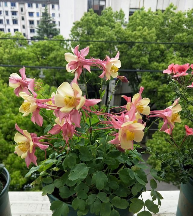  「特别」养花就养花期长的，便宜又好养，沾点水就爆盆，花开似精灵飞舞