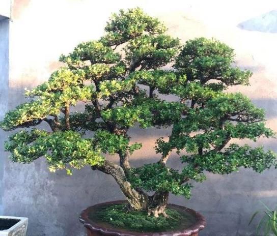 家里:家里养棵“君子木”,牢记“4要点”,枝繁叶茂,养上3年都不谢