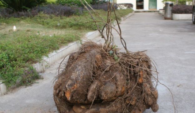  乡下|乡下一种野草，样子虽丑可价值大，农民看见视为宝贝，很珍
