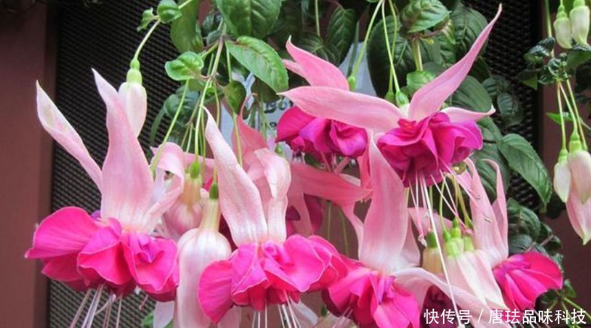 『家里』家里养上“5种花”,开花一簇簇,繁花似锦,直接变成“小花园”