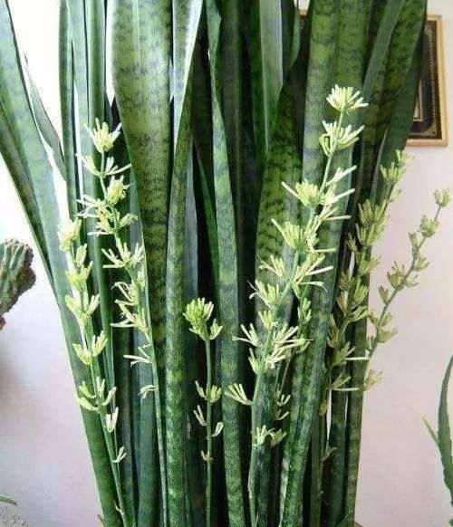  虎皮兰：虎尾兰咋蹦出这么多品种？看的眼花缭乱，真想全部集齐！
