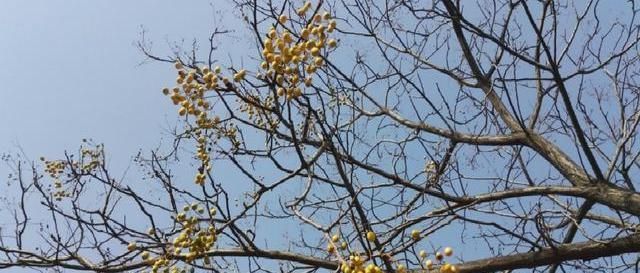  果实|楝树，原本农村很常见的一种乡土树种，为什么现在越来越少