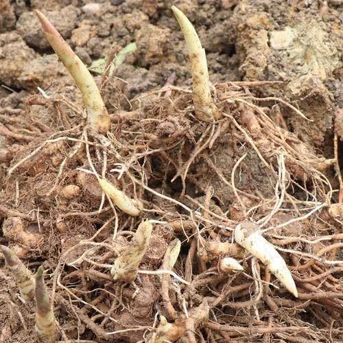  果树■种植之后连续几年都有收获，一年比一年产量大，农民朋友