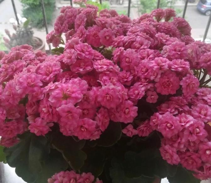  开爆：想要长寿花开爆盆，现在开始“使用”2种肥，家家都有，10月开花