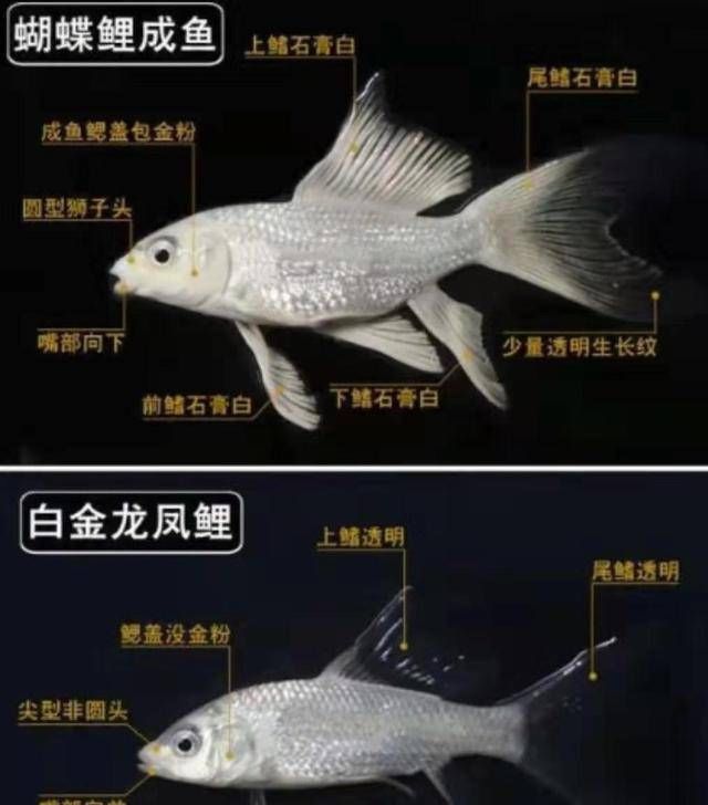  「水质」养蝴蝶鱼，从选鱼、养水到水温、饲料，注意什么？