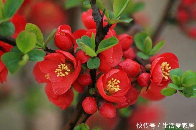 【漂亮】4种漂亮花,好养易活,花开不断,挤满整个阳台,你喜欢哪一种