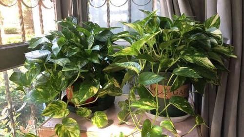 #新居#装修新居有甲醛?摆放几盆绿植,来个“花”样杀毒!安全住新房