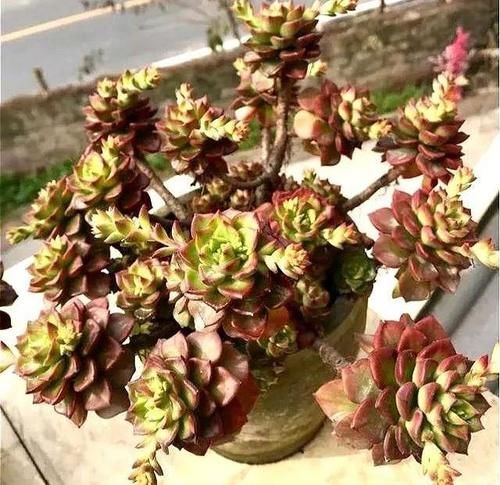  露养■多肉露养好时节：扔外面，1个月没管，美得跟整容了一样！