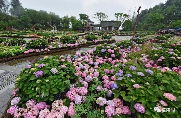  『开幕』涪陵首届绣球花节开幕，爱上这个初夏
