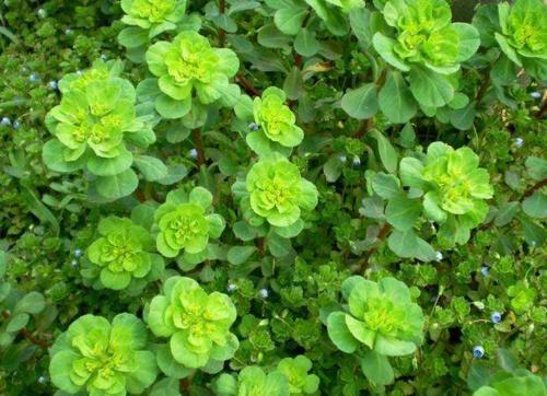 农村称为“叶上黄金”的植物，以前人们不愿意触碰，其实价值珍贵